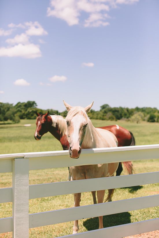 Horses at a white fence in the Round Top countryside